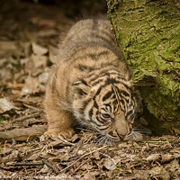 Buy canvas prints of Tiger Cub by Darren Wilkes