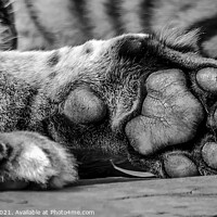 Buy canvas prints of Your Tiger Feet by Darren Wilkes