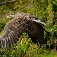 Buy canvas prints of White Tailed Eagle  by Darren Wilkes