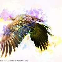 Buy canvas prints of White Tailed Eagle Art by Darren Wilkes
