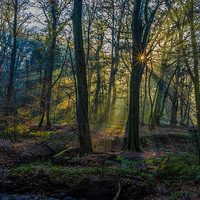 Buy canvas prints of Autumn woodland sunrise by tim jones