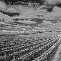 Buy canvas prints of Ploughing done by tim jones