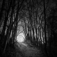 Buy canvas prints of Tunnel in the Woods by Matthew Dartford