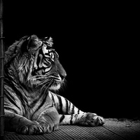 Buy canvas prints of Majestic Tiger by Matthew Dartford