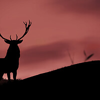 Buy canvas prints of A deer standing in front of a sunset by Guido Parmiggiani