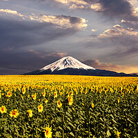 Buy canvas prints of Sunflowers field with Fuji mountain background. by Guido Parmiggiani