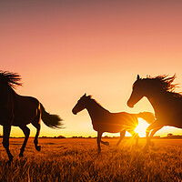 Buy canvas prints of silhouette of wild horses running by Guido Parmiggiani