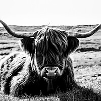 Buy canvas prints of Highland Cow in black and white by Guido Parmiggiani
