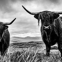 Buy canvas prints of Highland Cows in black and white by Guido Parmiggiani