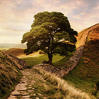 Buy canvas prints of The famous sycamore gap at Hadrians wall at sunset by Guido Parmiggiani