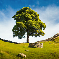 Buy canvas prints of The famous sycamore gap by Guido Parmiggiani