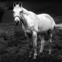 Buy canvas prints of horse by Guido Parmiggiani