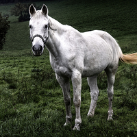 Buy canvas prints of horse by Guido Parmiggiani
