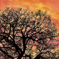 Buy canvas prints of Sunset in the branches by Guido Parmiggiani