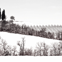 Buy canvas prints of The cypresses by Guido Parmiggiani