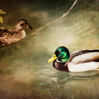 Buy canvas prints of Ducks by Guido Parmiggiani