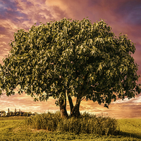 Buy canvas prints of Evening Repose beneath the Fig Tree by Guido Parmiggiani