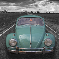 Buy canvas prints of  Beetle by Guido Parmiggiani