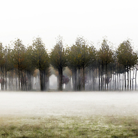 Buy canvas prints of A foggy winter morning  by Guido Parmiggiani