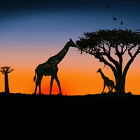 Buy canvas prints of giraffes at sunset by Guido Parmiggiani
