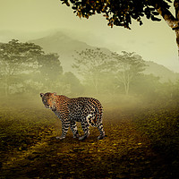 Buy canvas prints of Leopard surprised in the forest by Guido Parmiggiani