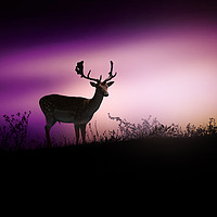 Buy canvas prints of Silhouette of a young deer in the forest at sunset by Guido Parmiggiani