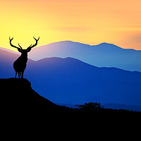 Buy canvas prints of deer at sunset  by Guido Parmiggiani