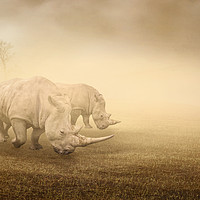 Buy canvas prints of two rhinos grazing on a foggy morning by Guido Parmiggiani