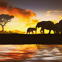 Buy canvas prints of family of elephants by Guido Parmiggiani