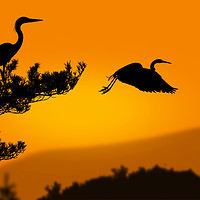 Buy canvas prints of herons at sunset by Guido Parmiggiani