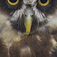 Buy canvas prints of Owls Face by Nicola Topping
