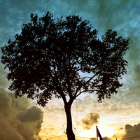 Buy canvas prints of Tree & Clouds by Marco Buresti