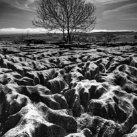 Buy canvas prints of  Malham Tree Black and White by ZI Photography