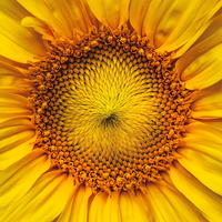 Buy canvas prints of  Sunflower by ZI Photography