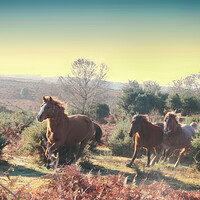 Buy canvas prints of New Forest Morning Gallop by Ceri Jones