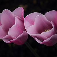 Buy canvas prints of Pink Tulips by Ceri Jones