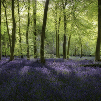 Buy canvas prints of Spring Bluebell Woods by Ceri Jones