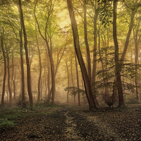 Buy canvas prints of Autumn Morning Woods by Ceri Jones