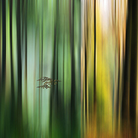 Buy canvas prints of Colours of the Forest by Ceri Jones