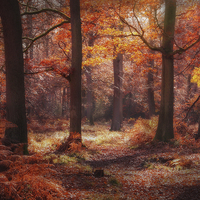 Buy canvas prints of Autumn Colours by Ceri Jones