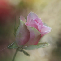 Buy canvas prints of The Pink Rose by Ceri Jones