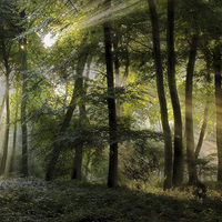 Buy canvas prints of Sun in the Canopy by Ceri Jones