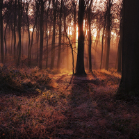 Buy canvas prints of Frosty Morning Woods by Ceri Jones
