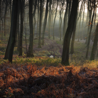 Buy canvas prints of Sunrise in the Sleeping Forest by Ceri Jones