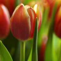 Buy canvas prints of Tulips in a Row by Ceri Jones