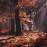 Buy canvas prints of Fresh Autumn Woodlands by Ceri Jones
