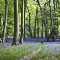 Buy canvas prints of Bluebell Path by Ceri Jones