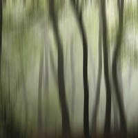 Buy canvas prints of Colour of the  Summer Woodlands by Ceri Jones