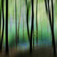 Buy canvas prints of Colour of the Spring Woods by Ceri Jones