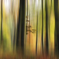 Buy canvas prints of Colour of the Autumn Woods by Ceri Jones